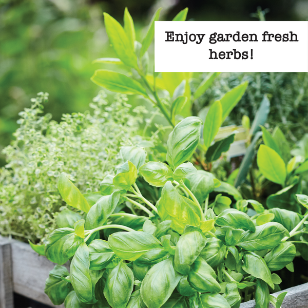 Enjoy garden fresh herbs